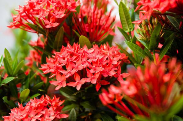 仙丹花養殖方法，仙丹花是龍船花嗎