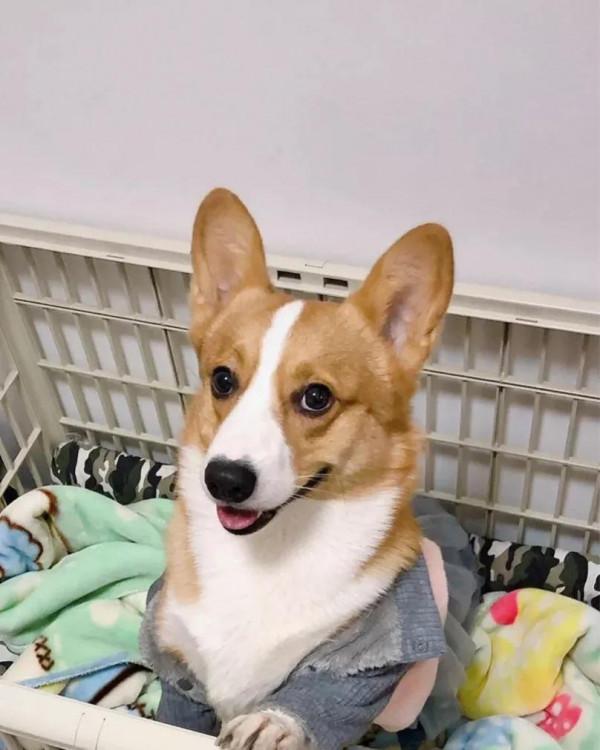 叮咚！療愈天使爆米花閃亮登場