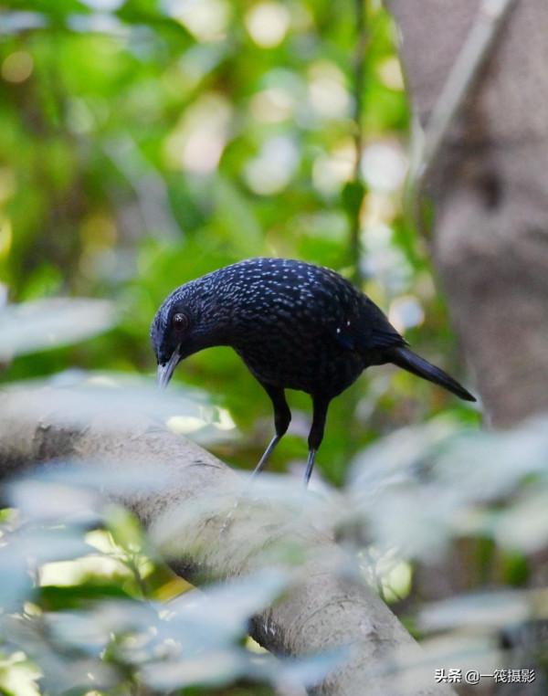校園候鳥季之——樹木園裡的紫嘯鶇 校園候鳥季之——樹木園裡的紫嘯鶇