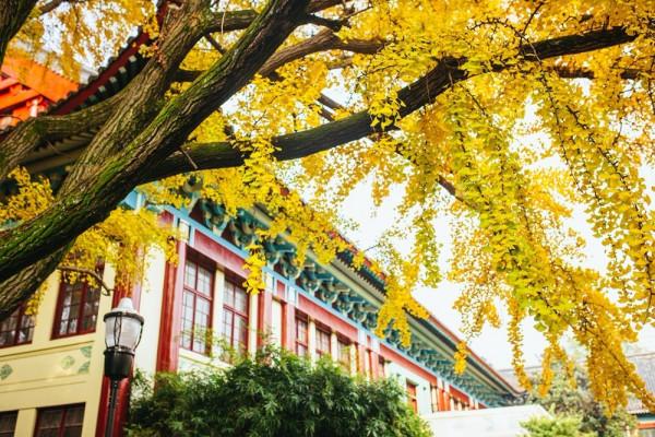 一入秋，南京就成了金陵