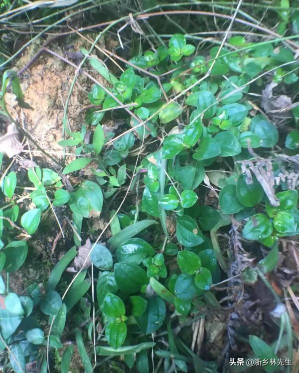 小時候農村生活好多回憶,這野果吃滿嘴黑,童年記憶 小時候農村生活好多回憶,這野果吃滿嘴黑,童年記憶