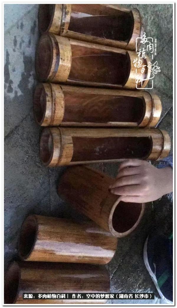 北陽臺黨，也有個多肉花園夢