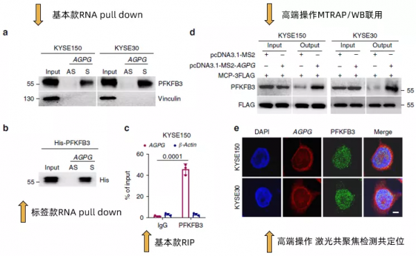 讓你的lncRNA擺脫miRNA的束縛(完結篇) 讓你的lncRNA擺脫miRNA的束縛(完結篇)