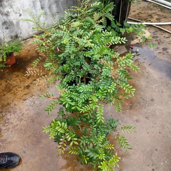 清香木胡椒木對比