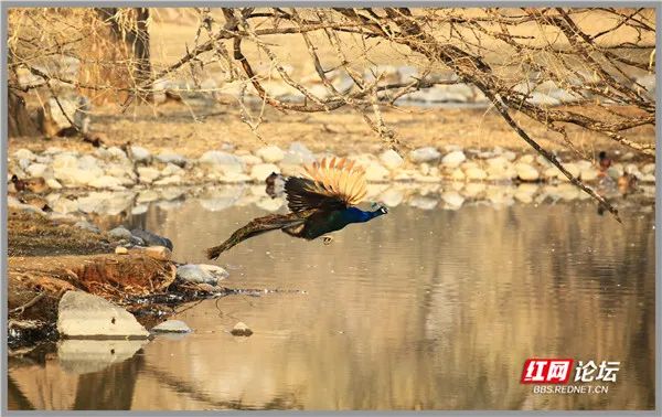 見過孔雀過河嗎？飛過河面的瞬間畫面太驚豔靈動了