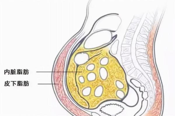 別焦慮了！那些有小蠻腰的人，必定會有小肚子