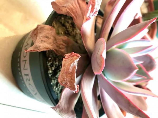 冬天養護多肉，葉片出現這種情況，要及時澆水