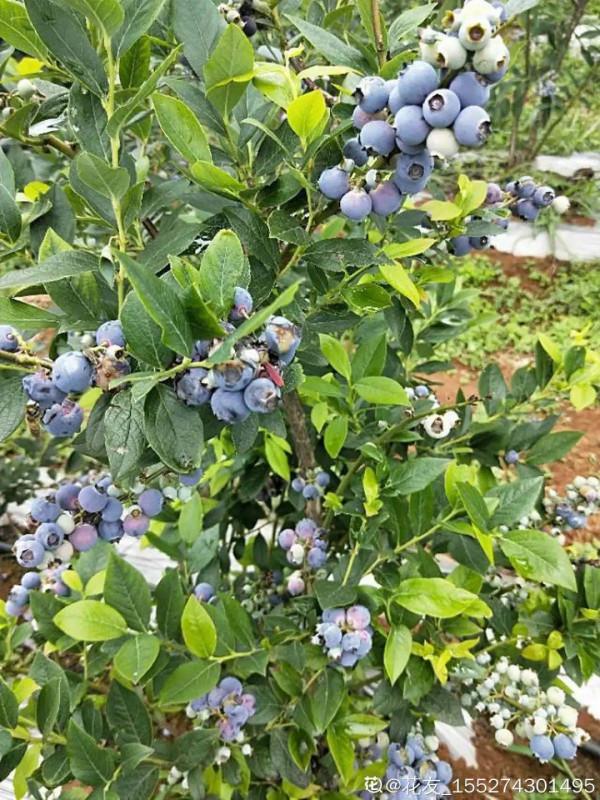 特皮實的無花果樹,葉子油綠能結果,陽臺也能種 特皮實的無花果樹,葉子油綠能結果,陽臺也能種