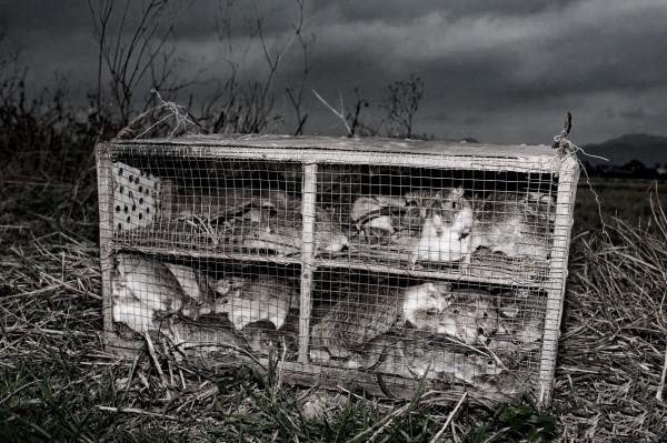 民間故事：工人修建水渠，挖到了蛇窩，放羊老漢說，準備50只老鼠