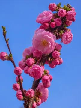 榆葉梅，開花時既見花也見葉，其實不是梅花呢