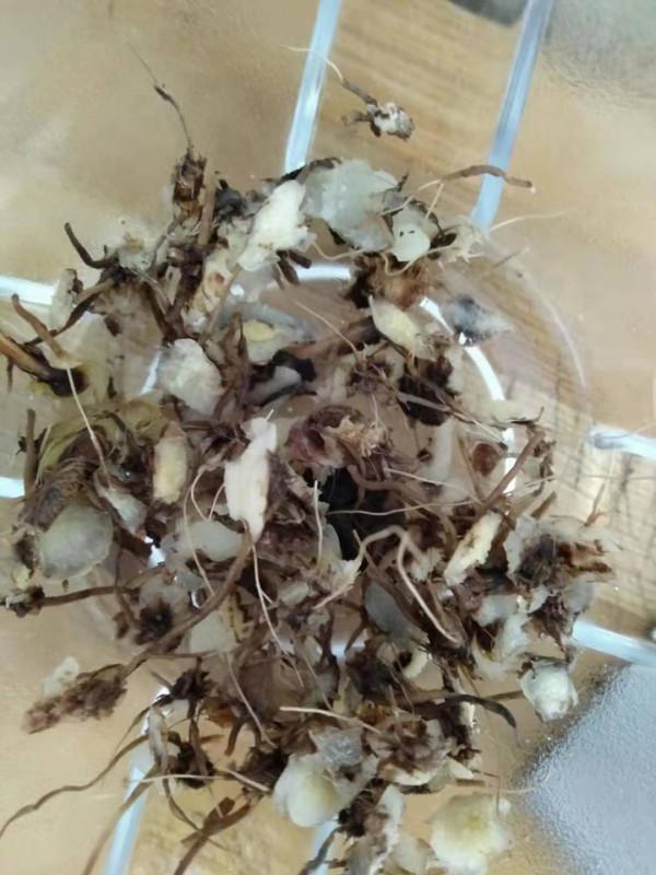 吃雲南野生小白芨的體驗和做法