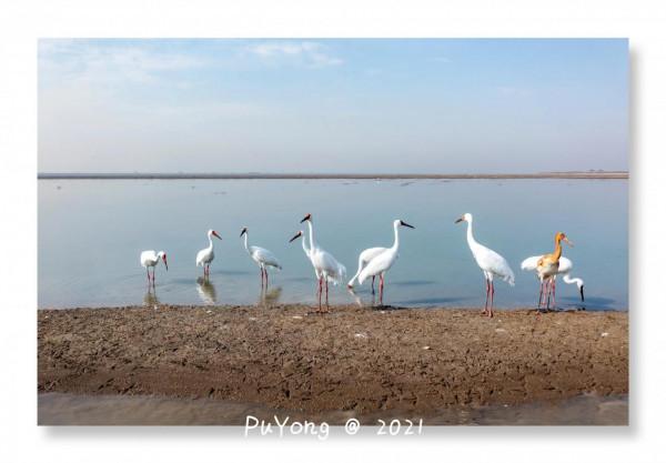 國家一級保護動物白鶴現身博望石臼湖