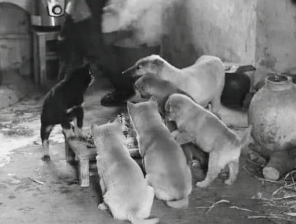 軍史上極為罕見的戰例：我軍用上千條狗擺出怪陣，敵軍不戰而降