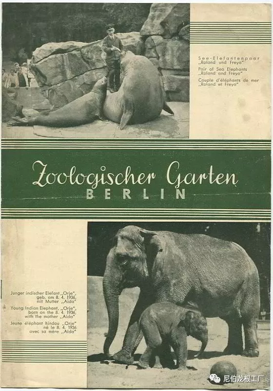 沒救了，燉了吧：二戰中的德國柏林動物園