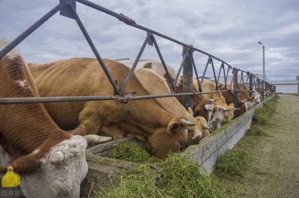 牛價丨最新西門塔爾牛價在這裡!附全國部分地區活牛價格 牛價丨最新西門塔爾牛價在這裡!附全國部分地區活牛價格