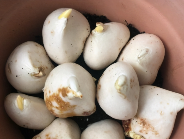 嫌棄養花難，不如就種鬱金香，沾土就活，花開時放屋裡可當薰香