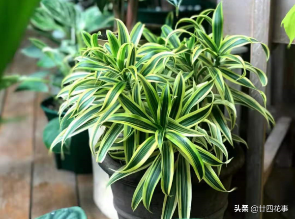 10種綠植“小而美”，適合室內，耐陰好養，顏值高有格調