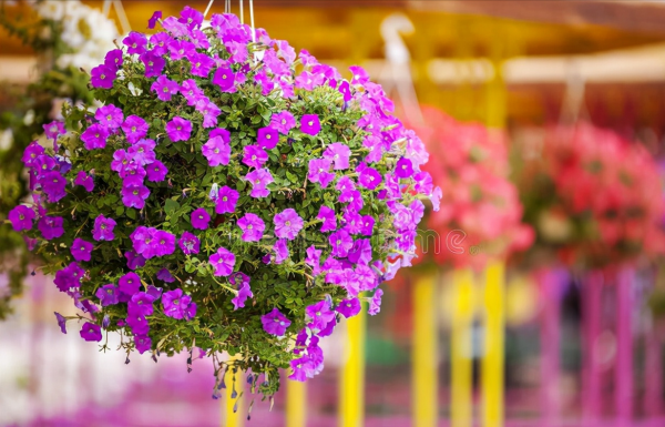 “越漂亮的花越有毒”!認識11種“有毒植物”,遠離危害 “越漂亮的花越有毒”!認識11種“有毒植物”,遠離危害