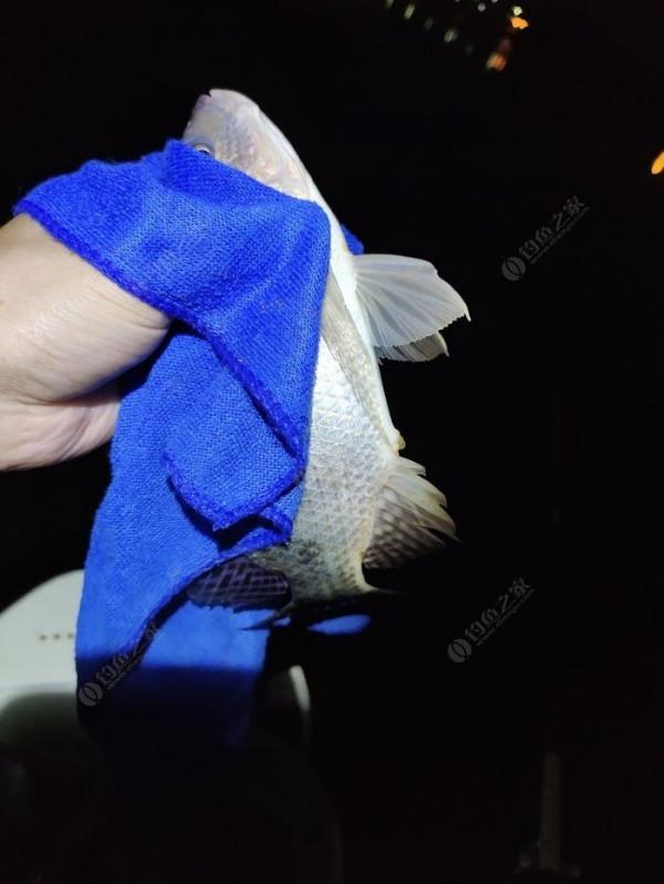 夜釣被銀環蛇咬了之後