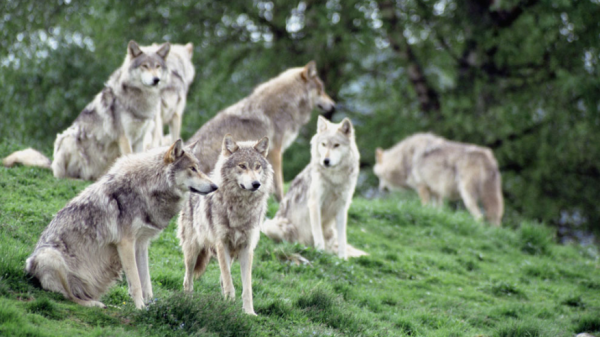 狼為什麼要對月嚎叫?對日不行嗎 狼為什麼要對月嚎叫?對日不行嗎