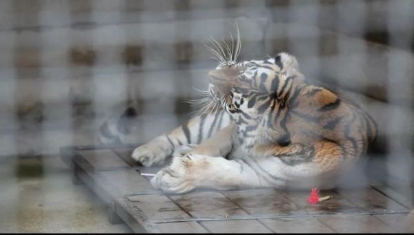 大陣仗！給11歲東北虎&OpenCurlyDoubleQuote;做美甲&rdquo;，總共分了幾步？