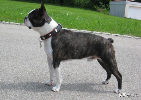 世界上50個最受歡迎的犬種的起源 世界上50個最受歡迎的犬種的起源