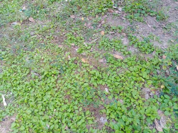 冬天來了,什麼植物都熟了 冬天來了,什麼植物都熟了