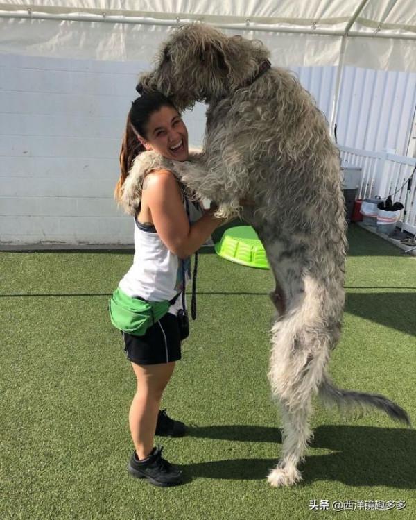 名字兇悍,個頭巨大,日常逗比,愛爾蘭獵狼犬是種怎麼樣的存在? 名字兇悍,個頭巨大,日常逗比,愛爾蘭獵狼犬是種怎麼樣的存在?