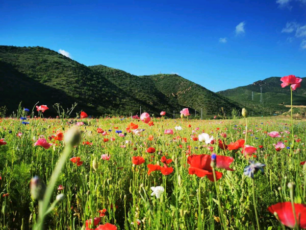 翠雲山—冬奧之城 翠雲山—冬奧之城