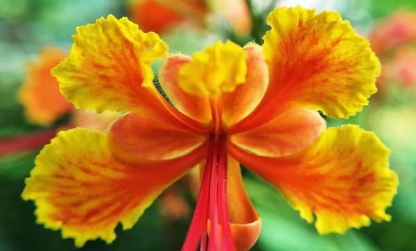 五彩鳳凰花圖片分享