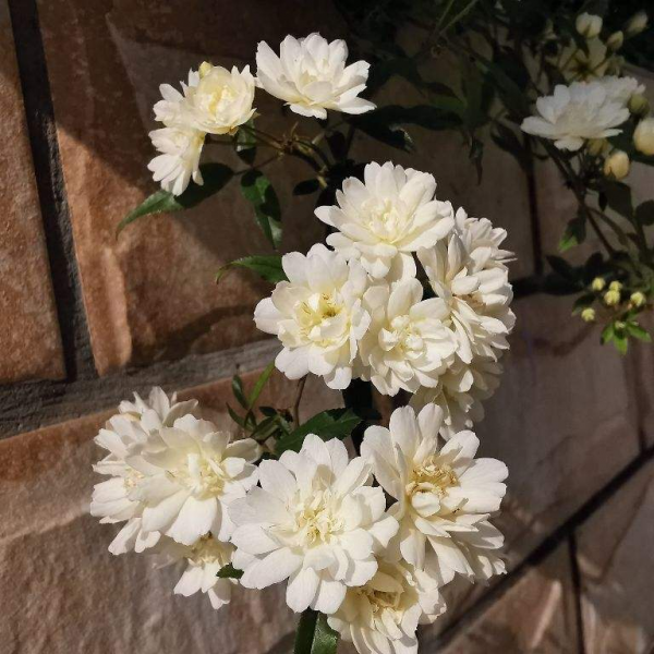 院子就是用來養花的,鄰居竟然找物業投訴我,還講不講道理了 院子就是用來養花的,鄰居竟然找物業投訴我,還講不講道理了