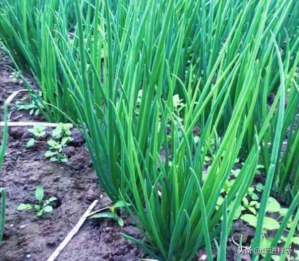 春雨貴如油，雨水季前後抓緊種植這三種蔬菜，出苗早長勢旺