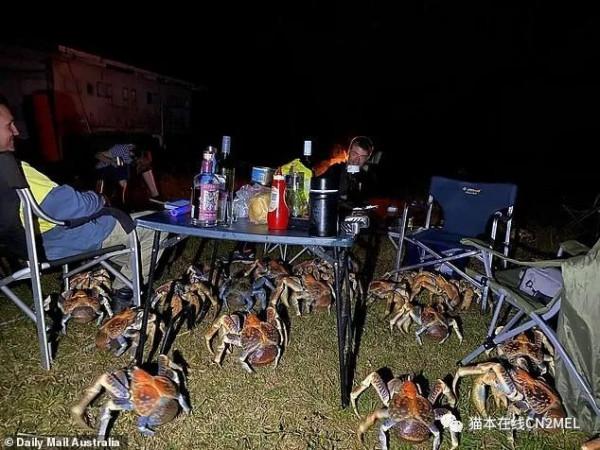 正在打高爾夫的澳洲大爺發現巨蟹正在順走自己的球杆