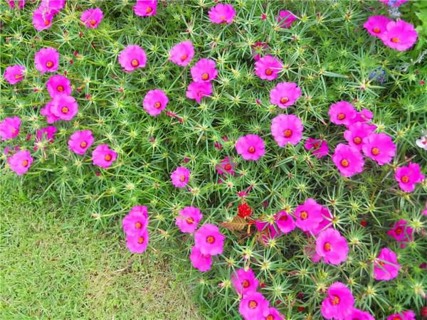 陽臺上養這“8種”花,一年四季花開不斷,天天聞花香 陽臺上養這“8種”花,一年四季花開不斷,天天聞花香