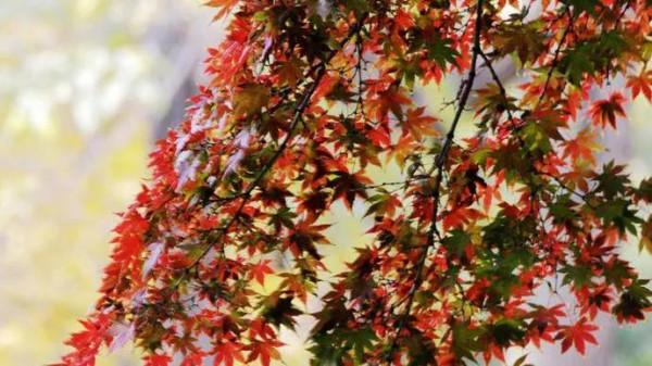 最美的五彩楓葉 最美的五彩楓葉