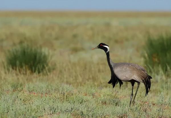 “打鳥攻略”舞在南大港的溼地精靈蓑羽鶴