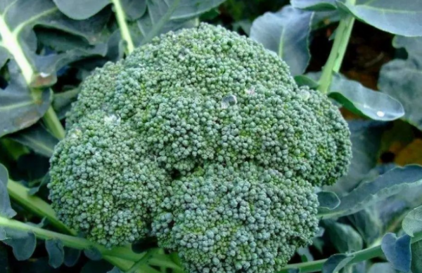 鍾南山認為：早上是養胃“黃金期”，常吃3種早餐，或有助養胃