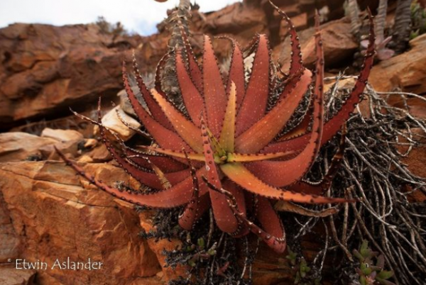 世界那麼大，多肉那麼美，我們一起去看看吧 | 南非多肉欣賞