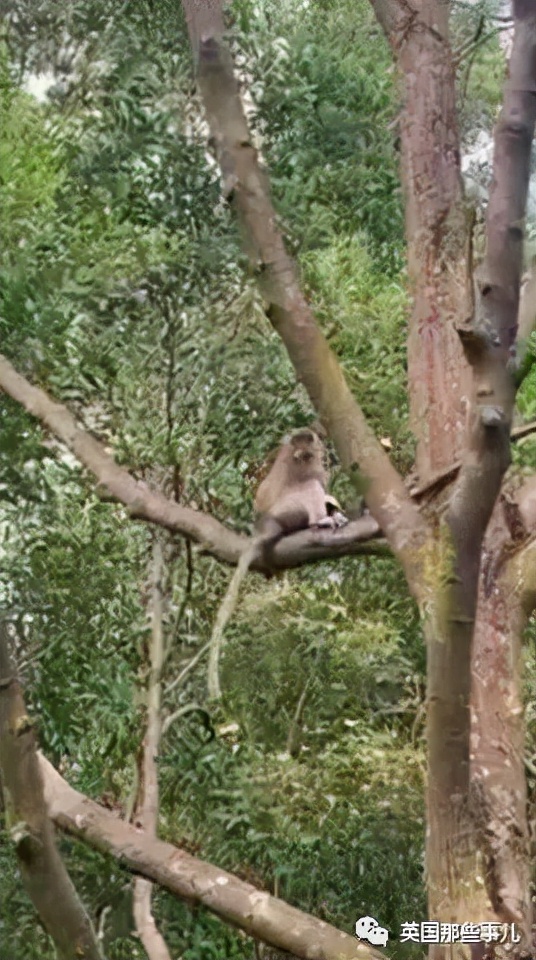 小奶狗被野猴&quot;綁架&quot;，在樹上餓了整整3天終於得救