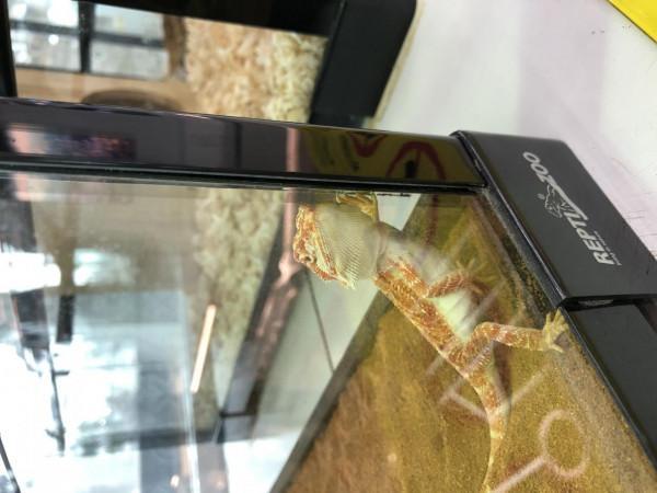 鬃獅蜥新手入門飼養指南