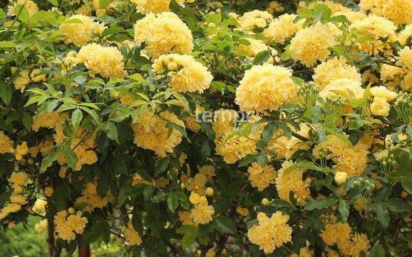 飄香四溢-----木香花