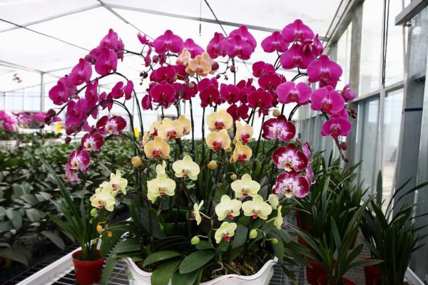 才發現這3種花怕冷,溫度低時扣個帽子,那叫一個美,給大家瞧瞧 才發現這3種花怕冷,溫度低時扣個帽子,那叫一個美,給大家瞧瞧