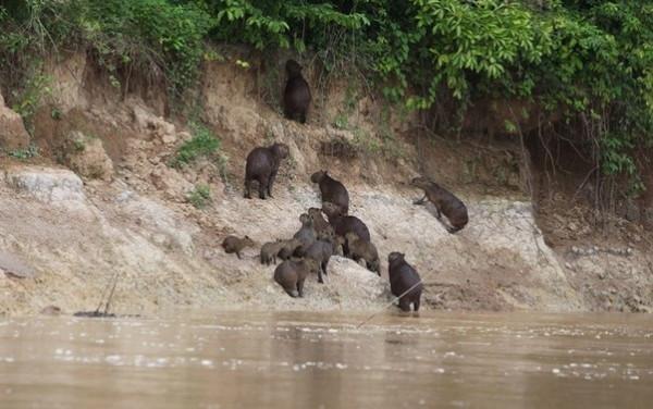 水豚如何在亞馬遜雨林中生存? 水豚如何在亞馬遜雨林中生存?
