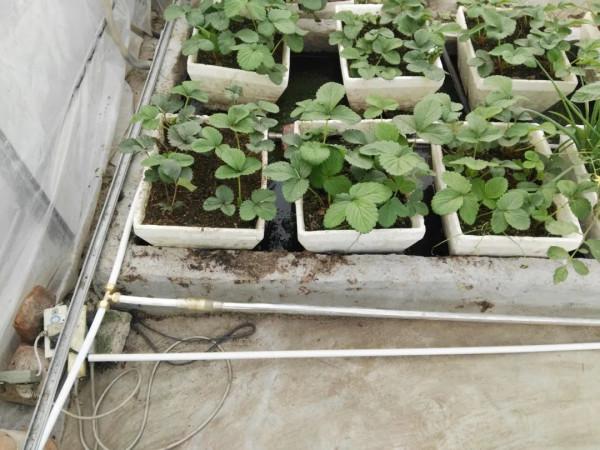 用太陽能熱水器給暖棚增溫,沒想到結果這樣。說說曾經的嘗試 用太陽能熱水器給暖棚增溫,沒想到結果這樣。說說曾經的嘗試