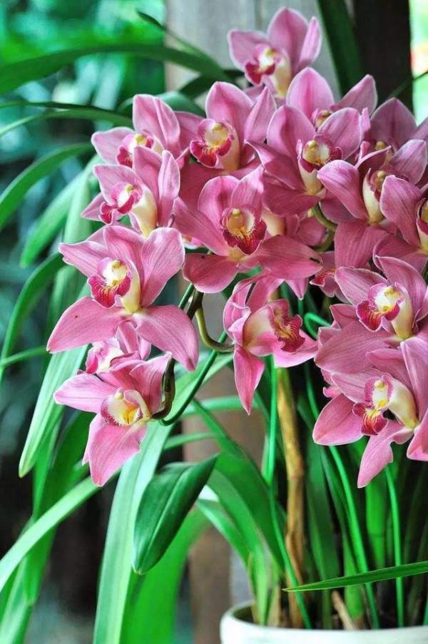 馬上就要過年了,還在為買什麼年宵花發愁嗎?推薦36種供你參考 馬上就要過年了,還在為買什麼年宵花發愁嗎?推薦36種供你參考