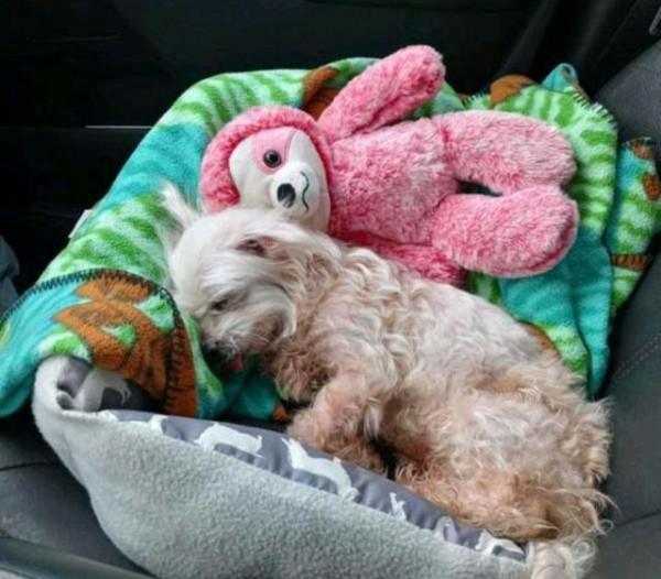 狗狗不慎走丟，7年艱辛流浪，離家1200公里，14歲有幸再遇主人