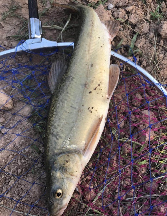 十種受到國家一級和二級保護的魚類 十種受到國家一級和二級保護的魚類