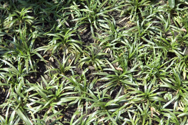 秋季養生話二冬