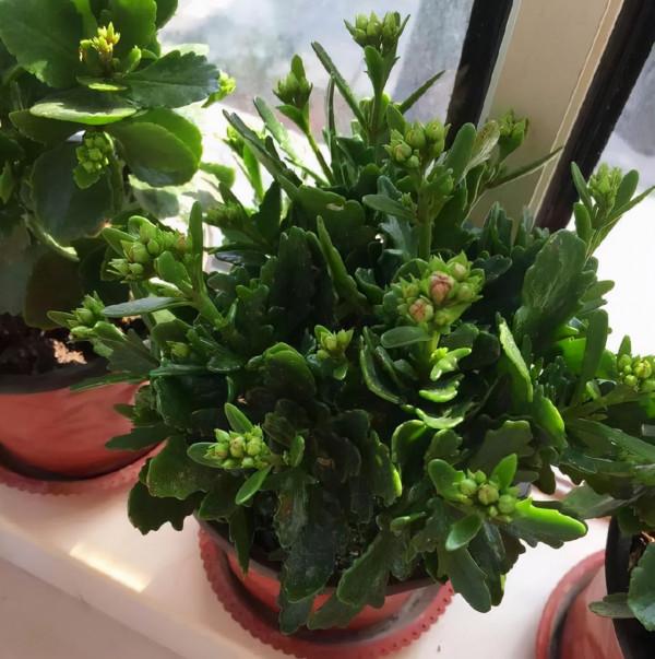 秋天“憋壞”的3種花，秋天一到“這樣”養，馬上進入瘋長模式