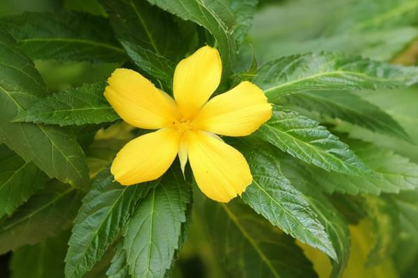 十分守時的花卉——時鐘花